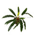 Plantas de acuario | Bucephalandra Velvet Tricolor