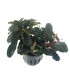 Plantas de acuario | Bucephalandra Theia Red