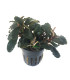 Plantas de acuario | Bucephalandra Theia Red