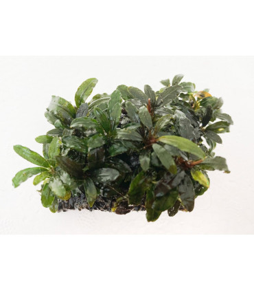 Plantas de acuario | Bucephalandra surtida