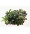 Mini jumper Bucephalandra sortido