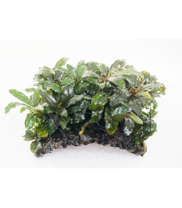 Plantas de acuario | Bucephalandra surtida