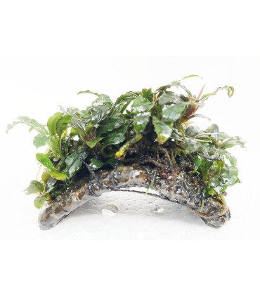 Plantas de acuario | Bucephalandra surtida