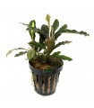 Bucephalandra Alamanda V3 Dark