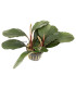 Plantas de acuario | Bucephalandra Balloon