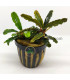 Plantas de acuario | Bucephalandra Biblis Pink Green