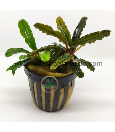 Plantas de acuario | Bucephalandra Biblis Pink Green