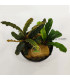 Plantas de acuario | Bucephalandra Biblis Pink Green
