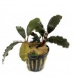 Bucephalandra Brownie Fantasma