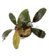 Plantas de acuario | Bucephalandra Brownie Ghost