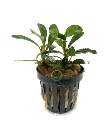 Plantas de acuario | Bucephalandra Brownie Jade