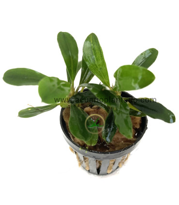 Plantas de acuario | Bucephalandra Brownie Jade
