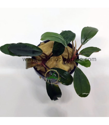 Plantas de acuario | Bucephalandra Montleyana Blue Esmerald