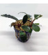 Plantas de acuario | Bucephalandra Montleyana Blue Esmerald
