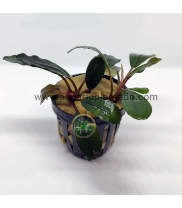 Plantas de acuario | Bucephalandra Montleyana Blue Esmerald