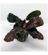 Plantas de acuario | Bucephalandra Royal BLue