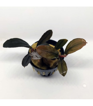 Plantas de acuario | Bucephalandra Pandora