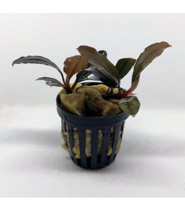 Plantas de acuario | Bucephalandra Pandora