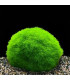 Cladophora | Plantas de acuario | Acuario Plantado