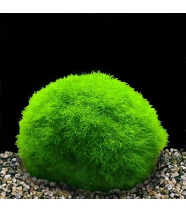 Cladophora | Plantas de acuario | Acuario Plantado