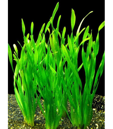 Plantas de acuario Vallisneria tortifolia