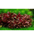 Alternanthera reineckii mini | Plantas de Acuario Tropica | Acuario Plantado