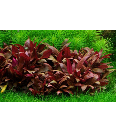 Alternanthera reineckii mini | Plantas de Acuario Tropica | Acuario Plantado