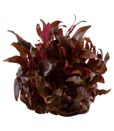 Alternanthera reineckii mini | Plantas de Acuario Tropica | Acuario Plantado