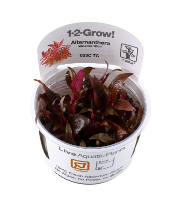 Alternanthera reineckii mini | Plantas de Acuario Tropica | Acuario Plantado