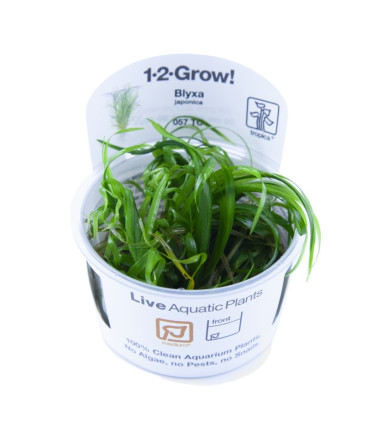 Blyxa Japonica | Plantas de Acuario Tropica | Acuario Plantado