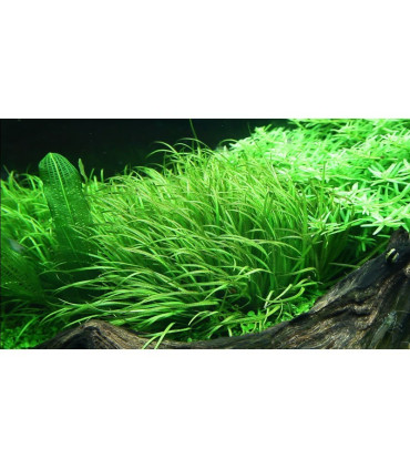Blyxa Japonica | Plantas de Acuario Tropica | Acuario Plantado