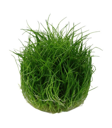 Eleocharis Mini | Plantas de Acuario Tropica | Acuario Plantado