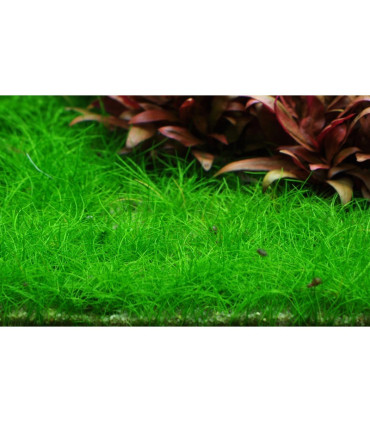 Eleocharis Mini | Plantas de Acuario Tropica | Acuario Plantado