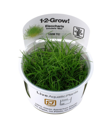 Eleocharis Mini | Plantas de Acuario Tropica | Acuario Plantado