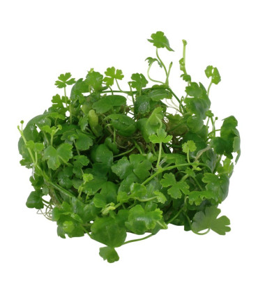 Hydrocotyle tripartita | Plantas de Acuario Tropica | Acuario Plantado