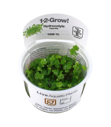 Hydrocotyle tripartita | Plantas de Acuario Tropica | Acuario Plantado