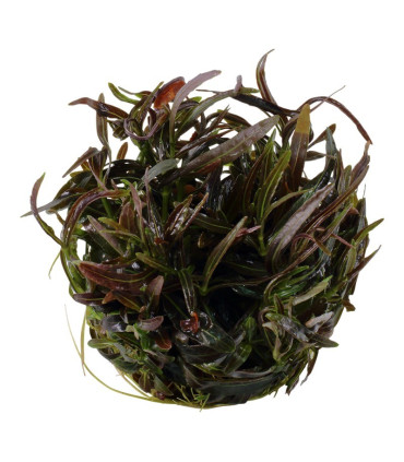 Hygrophila Araguaia | Plantas de Acuario Tropica | Acuario Plantado