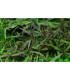 Hygrophila Araguaia | Plantas de Acuario Tropica | Acuario Plantado