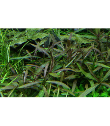 Hygrophila Araguaia | Plantas de Acuario Tropica | Acuario Plantado