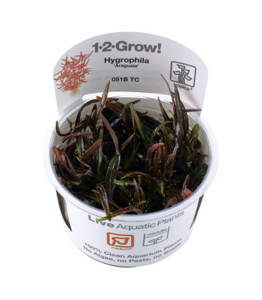 Hygrophila Araguaia | Plantas de Acuario Tropica | Acuario Plantado