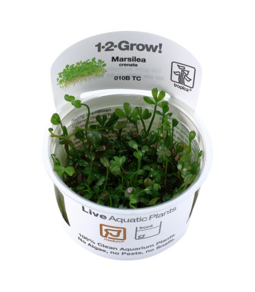 Marsilea Crenata | Plantas de Acuario Tropica | Acuario Plantado