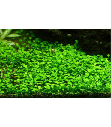 Marsilea Crenata | Plantas de Acuario Tropica | Acuario Plantado