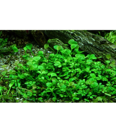 Marsilea Hirsuta | Plantas de Acuario Tropica | Acuario Plantado