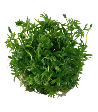 Ranunculus Inundatus | Plantas de Acuario Tropica | Acuario Plantado