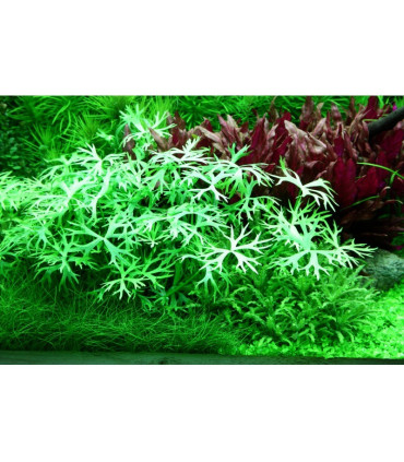 Ranunculus Inundatus | Plantas de Acuario Tropica | Acuario Plantado