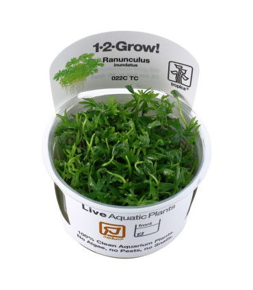 Ranunculus Inundatus | Plantas de Acuario Tropica | Acuario Plantado
