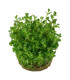 Rotala indica bonsai | Plantas de Acuario Tropica | Acuario Plantado