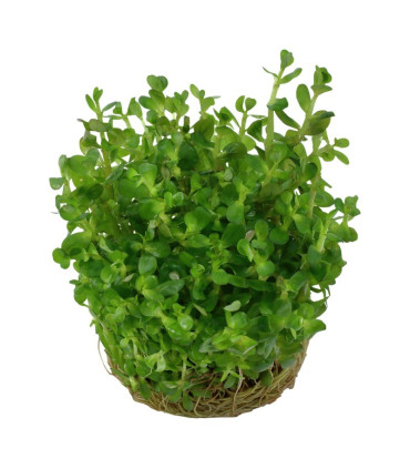 Rotala indica bonsai | Plantas de Acuario Tropica | Acuario Plantado
