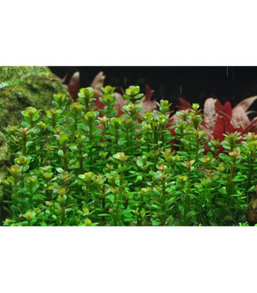 Rotala indica bonsai | Plantas de Acuario Tropica | Acuario Plantado