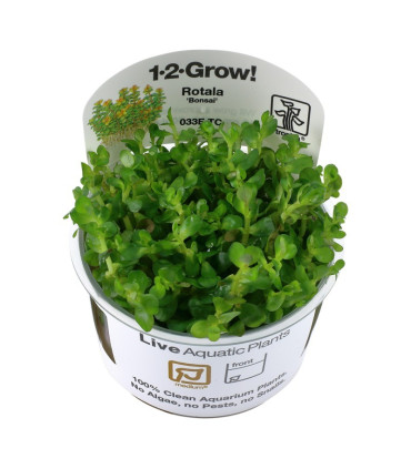 Rotala indica bonsai | Plantas de Acuario Tropica | Acuario Plantado